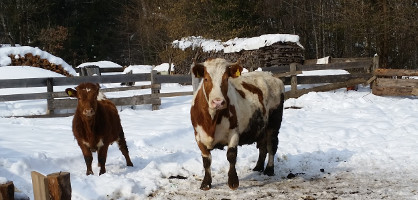 Veterinarska ambulanta za male živali na gorenjski